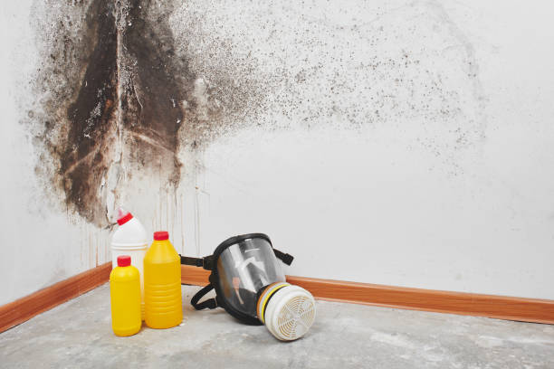 Attic Mold Removal in Hoisington, KS