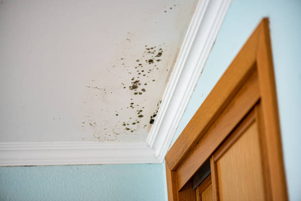 Best Black Mold Removal  in Hoisington, KS