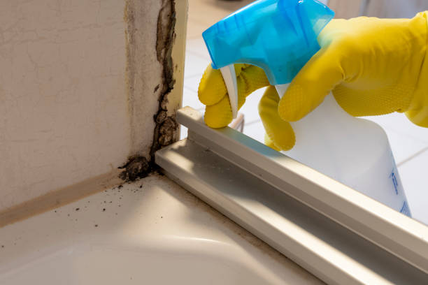 Best Emergency Mold Removal  in Hoisington, KS