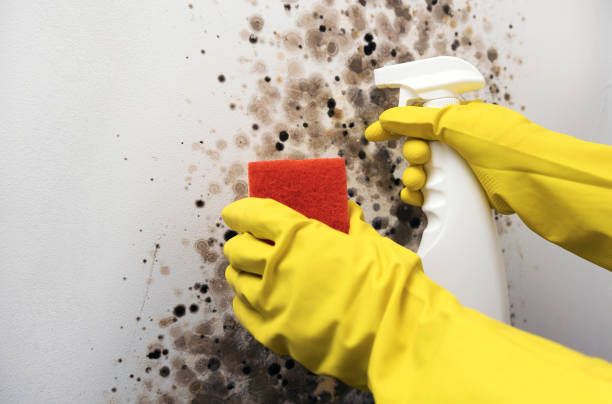 Best Attic Mold Removal  in Hoisington, KS