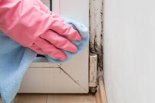 Best Best Mold Removal Companies  in Hoisington, KS