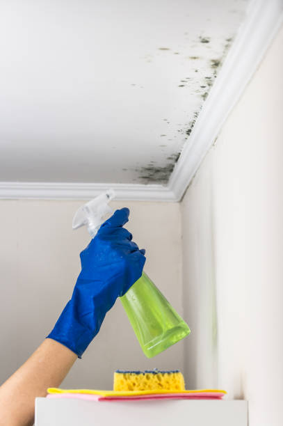 Best Best Mold Removal Companies  in Hoisington, KS