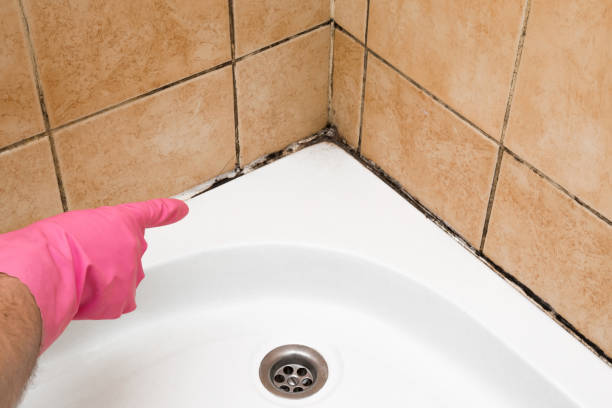 Trusted Hoisington, KS Mold Removal Experts