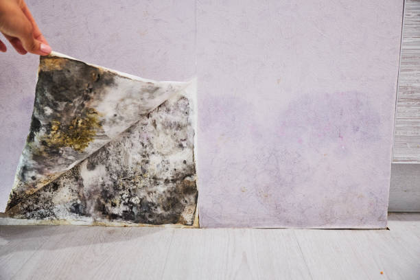 Best Mold Damage Repair  in Hoisington, KS